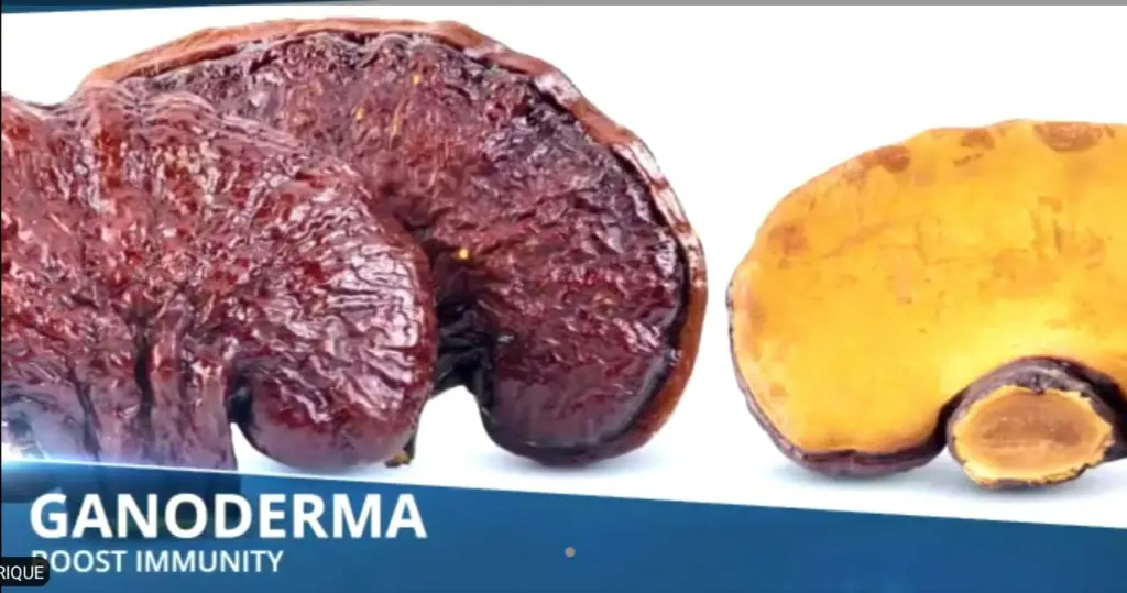 GANODERMA.webp