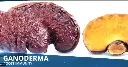 GANODERMA.webp