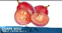 PEPIN DE RAISIN.webp