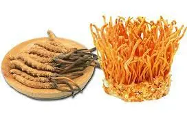 CORDYCEPS.webp